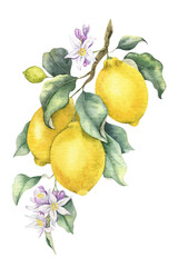 Branch of Lemon fruits, flowers and leaves. Isolated hand drawn watercolor illustration. Tropical citrus fruit. Design for menu, package, cosmetic, textile, cards