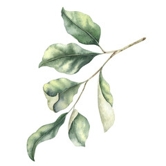 Abstract green branch with leaves. Greenery leaf. Hand drawn watercolor illustration of Twig. For wedding design, textiles, wrapping paper, scrapbooking, cards © Fedulova_art