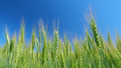 Obraz premium Beautiful blue sky in countryside over a field of wheat. Agricultural field of yellow green barley wheat in strong wind.