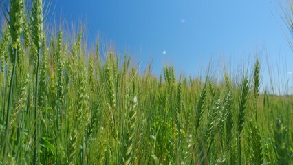 Production of bread. Fertile harvest on sunny summer day. Wheat ears sway in wind. Yellow green wheat stands. Beautiful cloudless sky in countryside over a field of wheat.