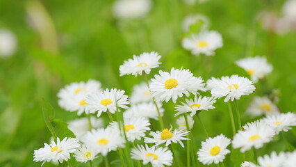 Blooming camomile fluttering on wind in the green field in spring meadow. Close up.