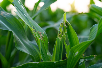 Corn leaves have holes Eaten by farm pests and white-bellied planthoppers.