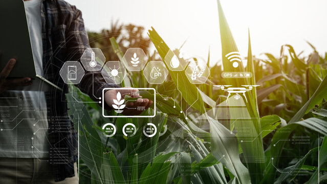 Farmer uses digital tablet in corn field with smart farming interface icons and effects. Smart Farming and Precision Agriculture 4.0