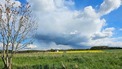 A field with two trees and a cloudy sky