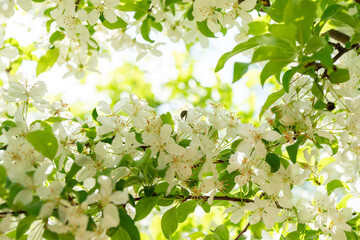 서울의 봄 풍경