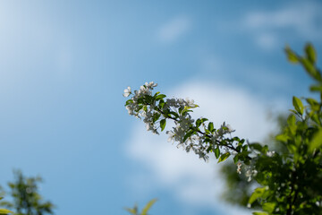서울의 봄 풍경