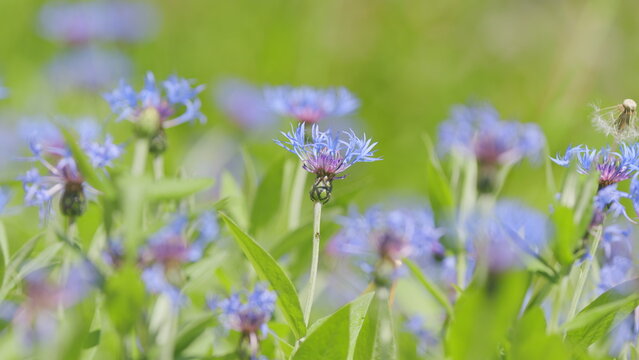 Centaurea montana mountain cornflower blue purple flowers in bloom. Medicinal plant. Selective focus. Slow motion.