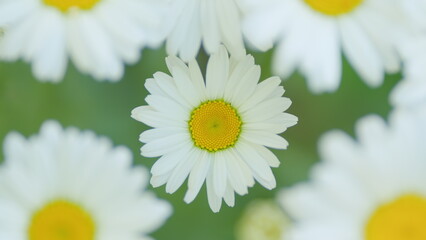 White daisy flower sways in the wind. Pharmaceutical camomile. Environmental conservation. Close up.