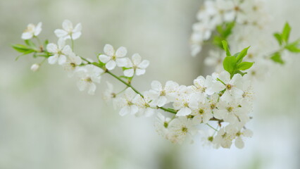 Cherry branch with flowers. White lowers blooming. Beautiful springtime garden. Slow motion.