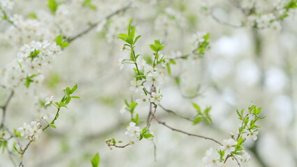 Fototapeta premium Flowering tree in orchard. Flowering plum branches. Spring flowering fruit trees. Slow motion.