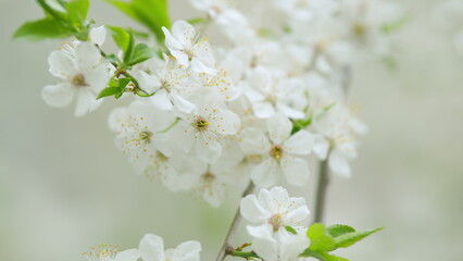 Obraz premium Cherry or plum white flowers in spring. Beautiful white flowers. Slow motion.