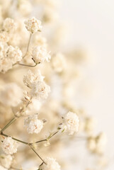 Natural Tenderness: Beige Gypsophila Flower in Macro