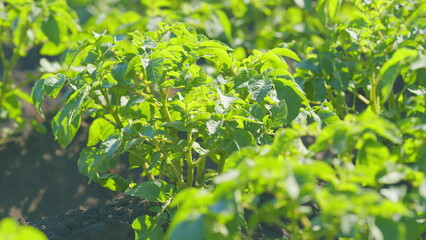 Agriculture harvest potato field plants growing. Densely planted vegetable garden with potatoes....