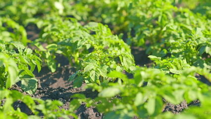 Juicy green, potato bushes planted. Beetles eat green stalks of young potatoes in garden. Potato beetle. Close up.