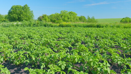 Colorado potato beetle mating on a potato leafs. Potato industry. Organic food concept. Slow motion.