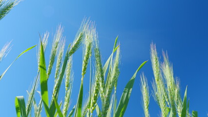 Obraz premium Beautiful blue sky. Agriculture concept. Low anlgle view. Rural landscape and eco-friendly grain cultivation. Growing organic wheat and bio food concept.