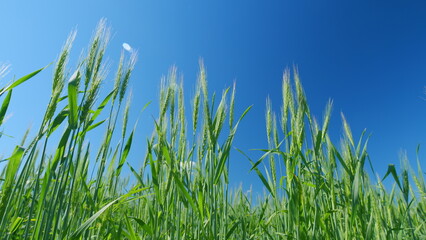Low anlgle view. Large harvest of wheat. Beautiful blue sky. Green ears are slowly swaying in wind. Cultivation of cereals.