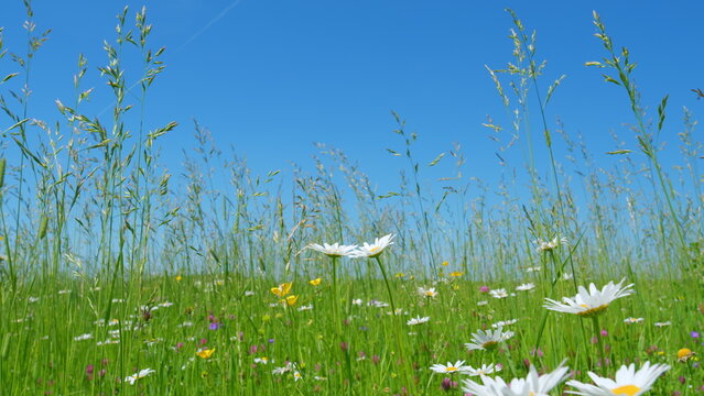 Wild flower meadow or botany and biology. White chamomile and yellow buttercups with pink clover flowers. Concept of seasons, ecology. Low angle view.