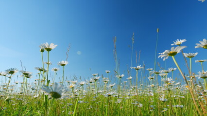 Field of blooming white daisies swaying in the wind. White and yellow daysies sway in the wind. Low...