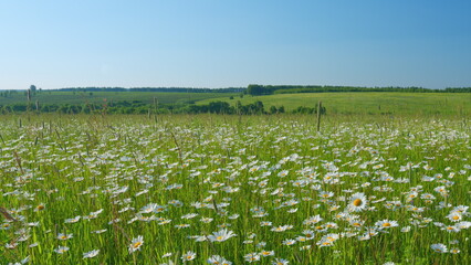 White flowers on a green meadow. Blossoming daisies or ornamental wild flowers on grassland. Wide shot.