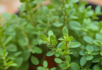 Fototapeta na wymiar A close-up of thyme plants in a garden