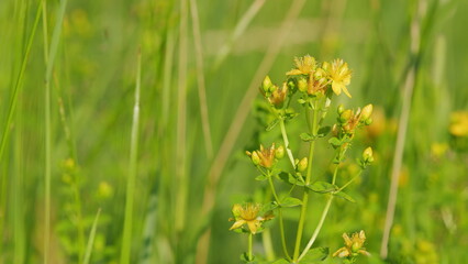 Hypericum flowers or hypericum perforatum or st john s wort, on the meadow. It s antidepressant. - obrazy, fototapety, plakaty