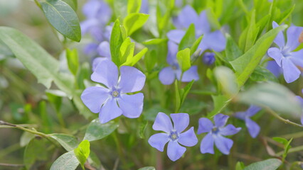 Vinca minor or periwinkle flower in the meadow sways in the wind. Common periwinkle or creeping myrtle. Selective focus.