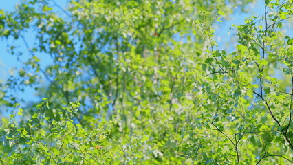 Fototapeta premium Young birch leaves are swaying in the wind. Beautiful green colorful scenic landscape. Slow motion.
