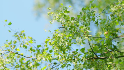 Birch branch with young leaves and catkins. Tender green forest background. Summertime nature and allergy concept. Slow motion.