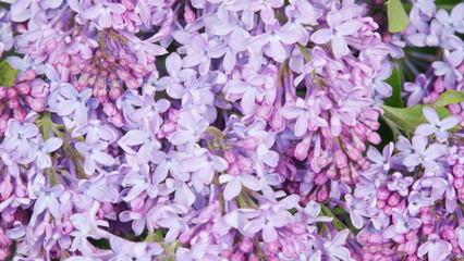 Lilac flowers in spring garden. Spring lilac violet flowers. Beauty fragrant tiny flowers. Time...