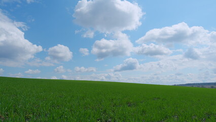 Agriculture farm. Green grass. Green grass blowing in wind. Spring season. Pan.