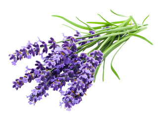 Vibrant Lavender Bouquet on White Background Soothing Floral Fragrance and Elegant Botanical Display