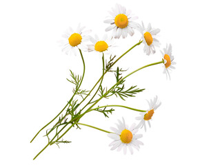 Delicate Chamomile Blossoms Adorning a Serene Pink Background