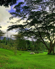 landscape with trees. the green garden
