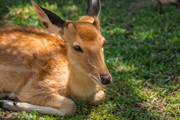 Indian spotted dear sitting on the grass relaxing.
