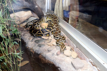 Burmese python (Python bivittatus) resting among rocks in a zoo : (pix Sanjiv Shukla)