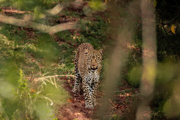 Leopard Kaboso, Maasai Mara, Kenya
