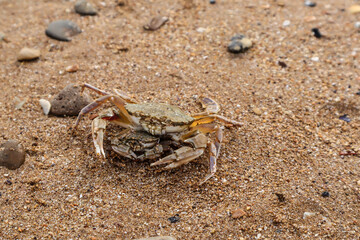 Two crabs on the sand