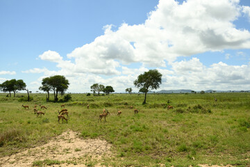 Impala, rooibok, Aepyceros melampus, medium-sized antelope found in Africa.