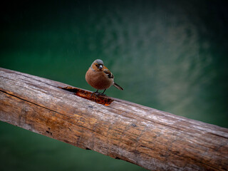 bird on a stick