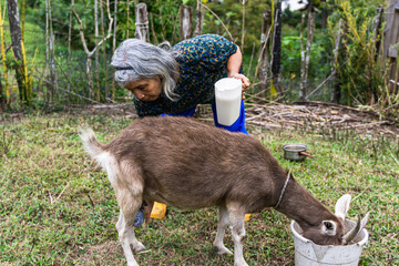 Older Latina woman with gray hair and yellow boots milking goat on her farm. Colombian peasant...