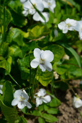 White wood violet flower