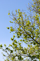 Fototapeta premium London plane branch