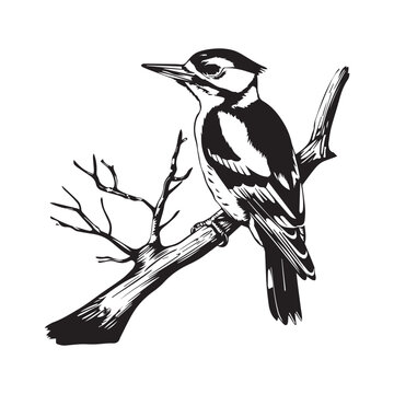 recommend clip art: Bird Vector. Wagtail Bird Stock Illustrations. black and white Wagtail Bird on white Background