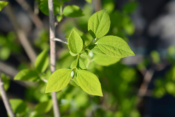 Sweet mock orange leaves