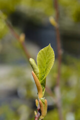 Magnolia Yellow River 
