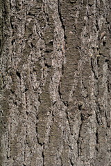 Eastern white pine bark detail