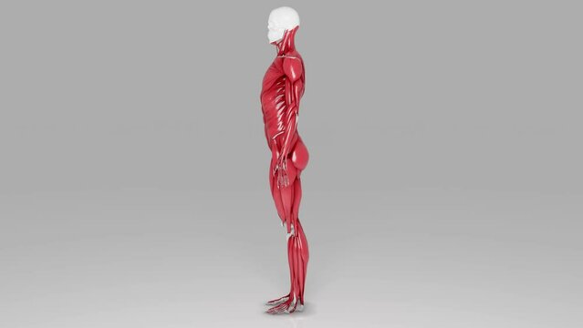 Graphic representation of the human muscular system. In the video, there are masks for each individual muscle so that the affected parts can be isolated and can be highlighted as needed. Loopable.