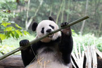 Close up Giant Panda , Panda Paradise, Dujiangyan, China