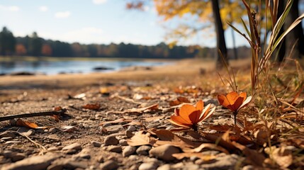 Obraz premium autumn leaves on the ground